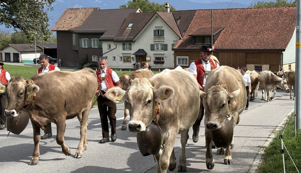 Trotz Wassermangel verbrachten die Eichberger Rinder den ganzen Sommer auf der Alp