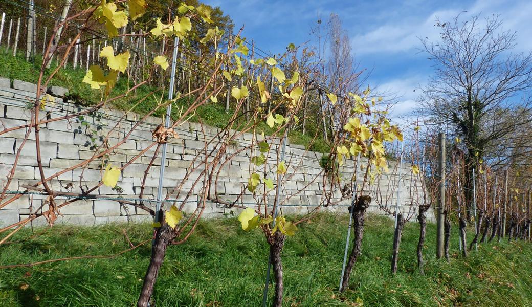 Herbstlicher Blick auf eine sanierte Trockenmauer.