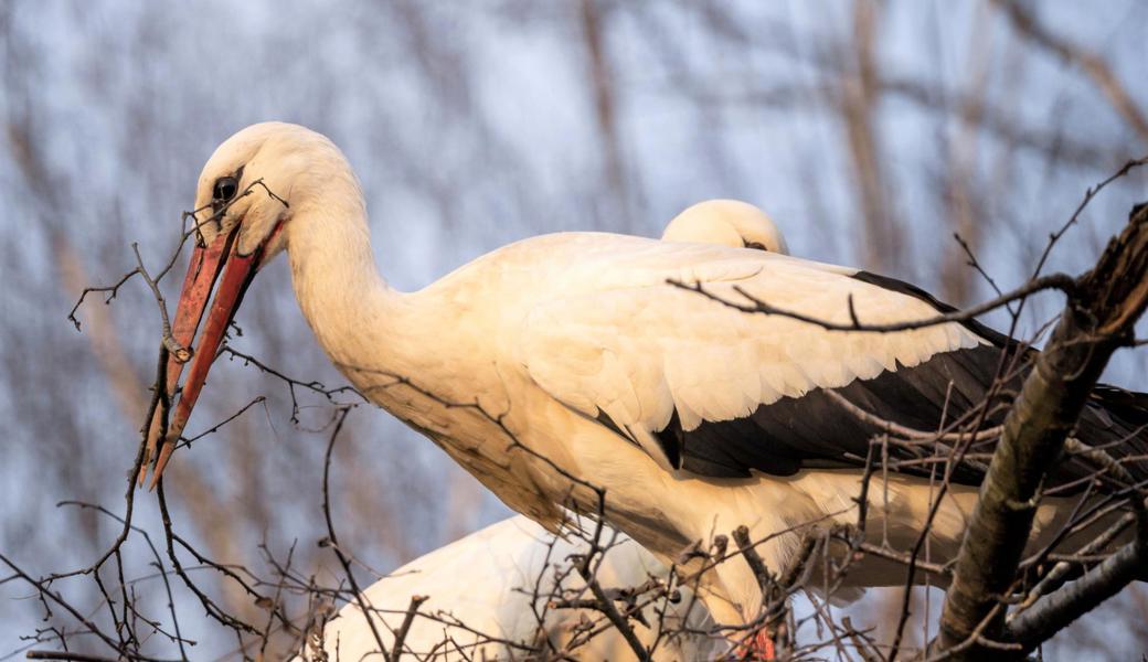 Die Weissstörche bei der Schollenmühle sind bereits intensiv mit dem Nestbau in ihren Horsten beschäftigt. Dabei lassen die Tiere sich auch sehr gut beobachten.