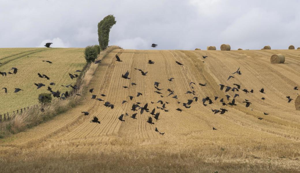 Einige Vogelarten kommen in den durch den Menschen stark veränderten Landschaften besser zurecht. Zu ihnen zählt die Saatkrähe. 
