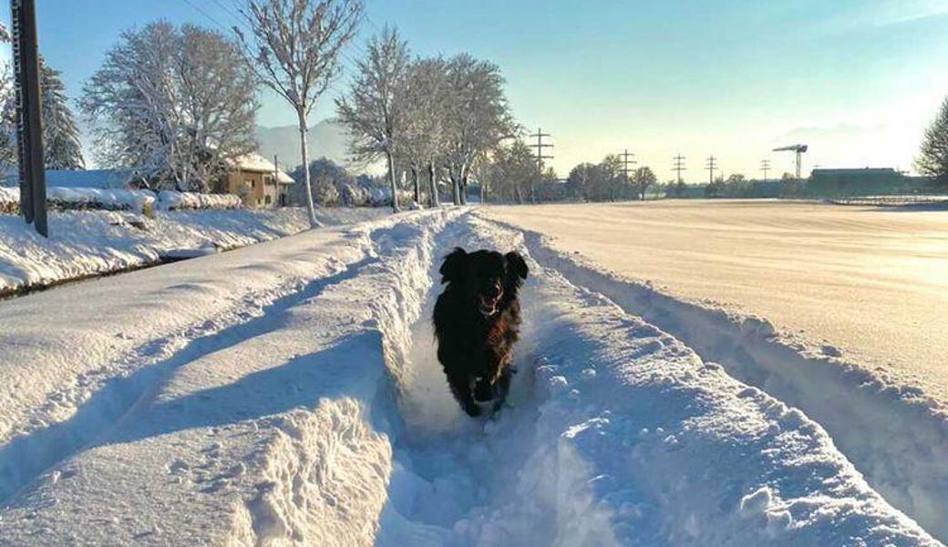 Auch er hatte Spass im Schnee