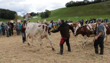 Premiere für die Holsteiner