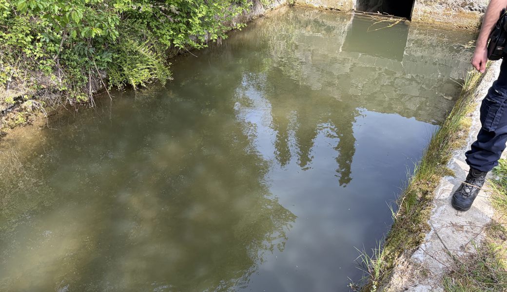 Fischsterben wegen «Bschütti»: 20 tote Fische aus dem Bach geholt