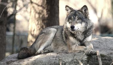 Wolf reisst neun Schafe im Murgtal