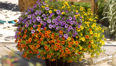 Die Zeit für den farbenprächtigen Sommerflor ist gekommen