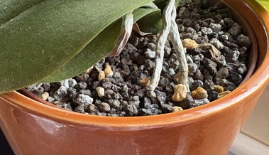 Warum Blumenerde schimmelt – und was Zimmerpflanzen jetzt brauchen