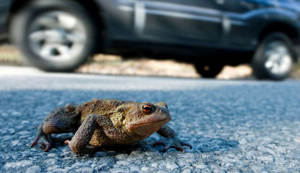 Amphibienwanderung: Gemeinden sperren Strassen, um Frösche zu schützen