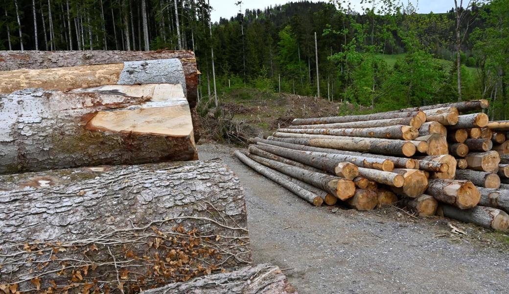 Rundholzpolter am Stossberg: Können Stämme längere Zeit nicht abtransportiert werden, kann es nötig werden, sie chemisch vor Holzschädlingen zu schützen.