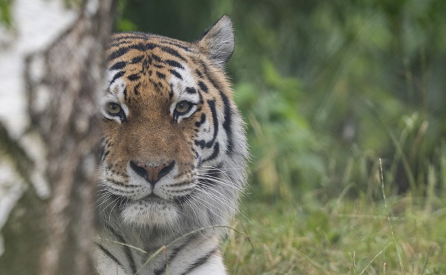 Walter Zoo sammelt innerhalb von sechs Jahren eine Million Franken zum Schutz bedrohter Tierarten