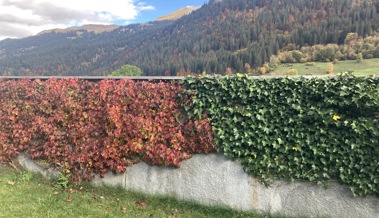 Wilder Wein und Efeu bleiben auch grün, wenn es schneit