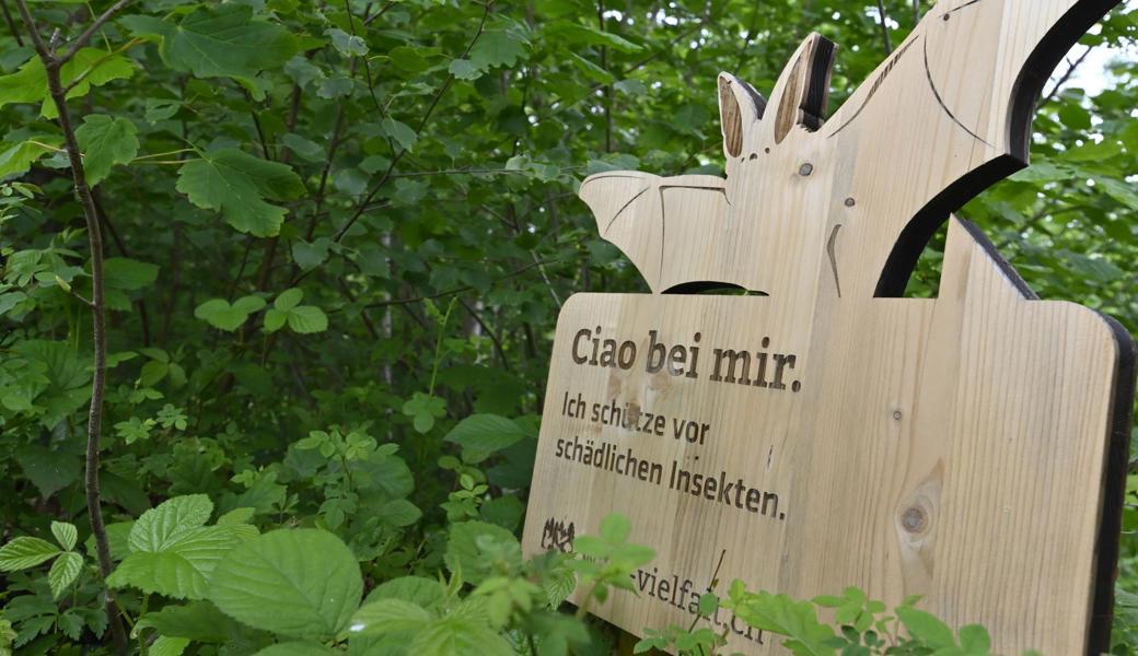 Ein gutes Dutzend solcher Holzfiguren findet man jetzt im Waldpark in Altstätten und im Wald ob Balgach.
