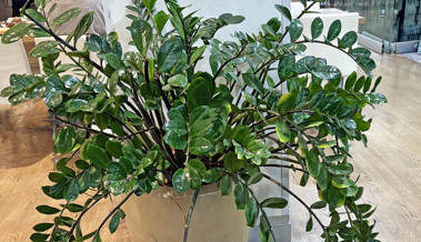 Glänzende Blätter, kaum Aufwand: Die ZZ-Pflanze im Porträt