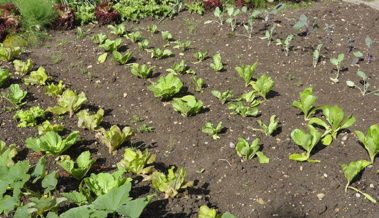 Die Pflanzzeit im Gemüsebeet ist angebrochen