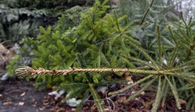 Was krumme Christbäume mit dem wahren Leben zu tun haben