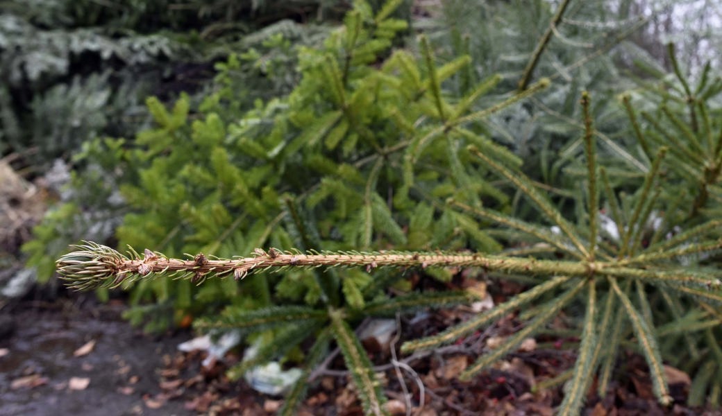 Was krumme Christbäume mit dem wahren Leben zu tun haben