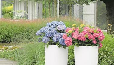 Hortensienblüten