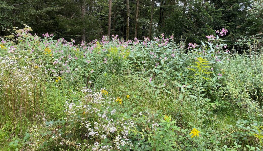 Neophyten im Wald.