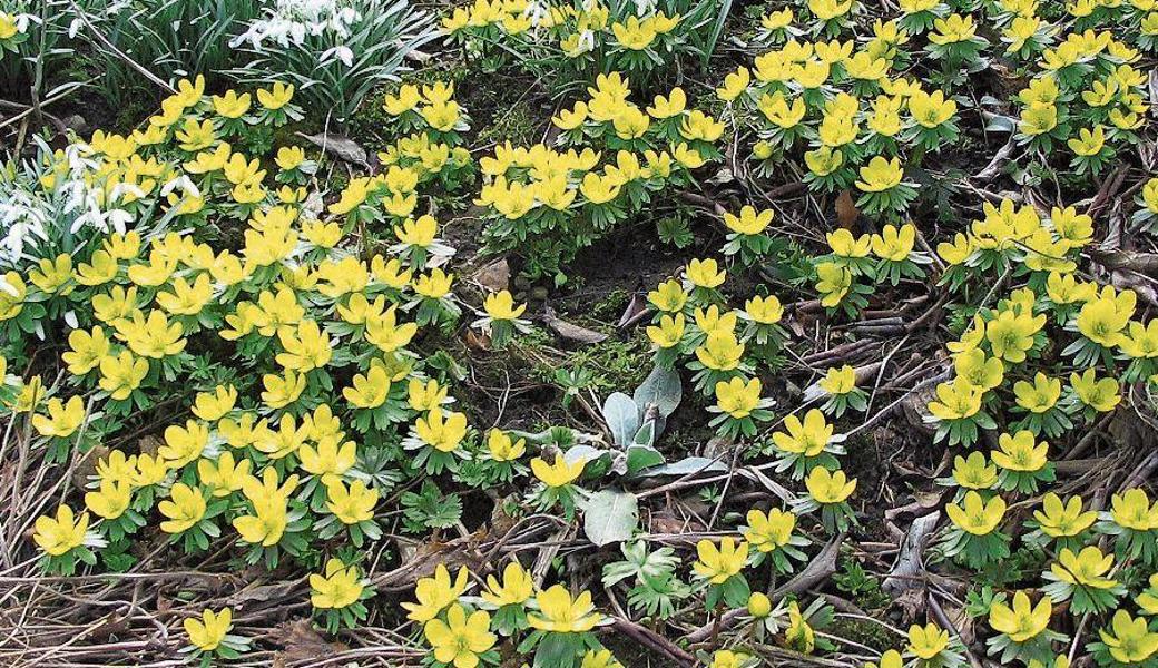 Wie verstreute Goldmünzen wirken die leuchtend gelben Winterlinge im Garten.