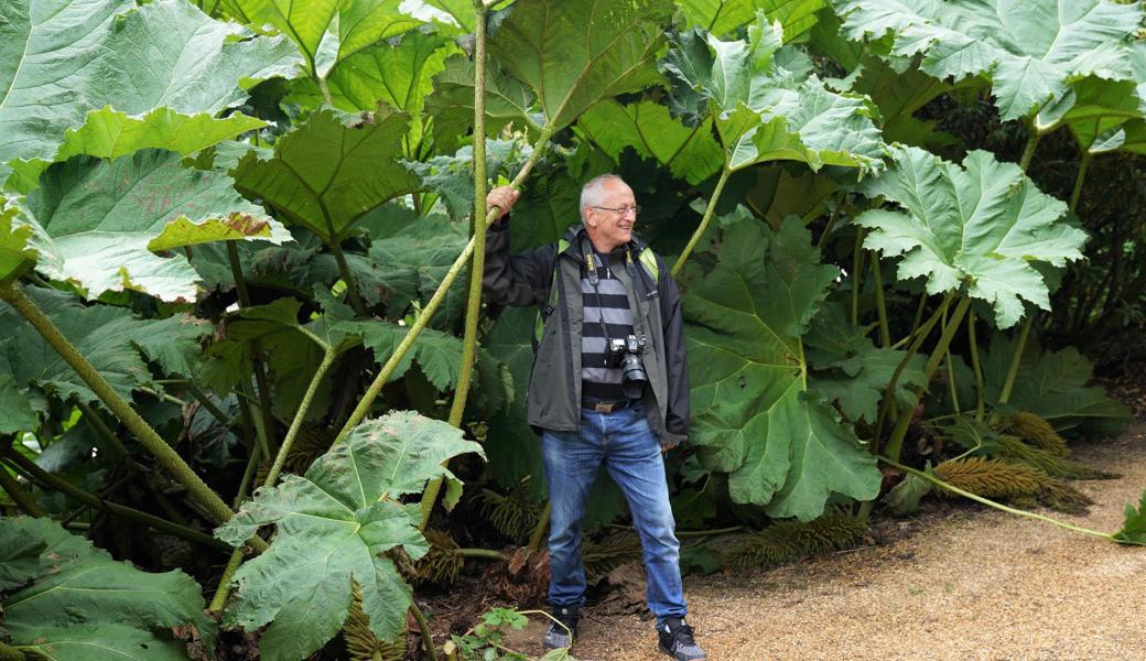 Nur mit genug Nährstoffen werden diese Pflanzen so gross: Der Autor mit Gunnera-Blättern in England.