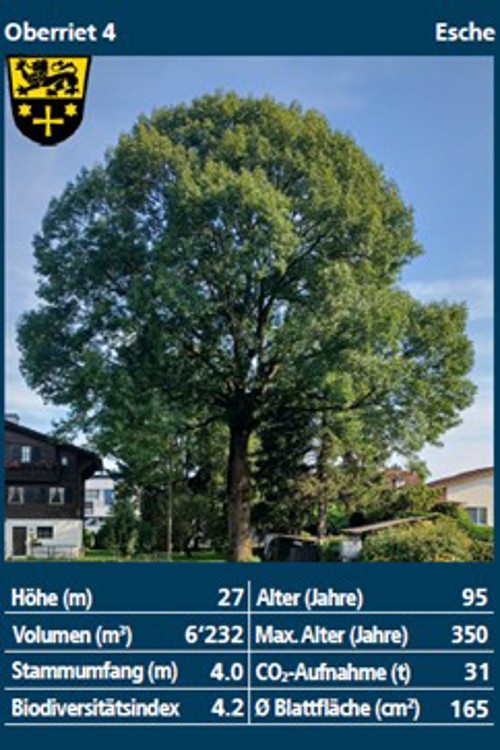 Vom Sackmesser verschont: die hundertjährige Esche der Familie Hutter