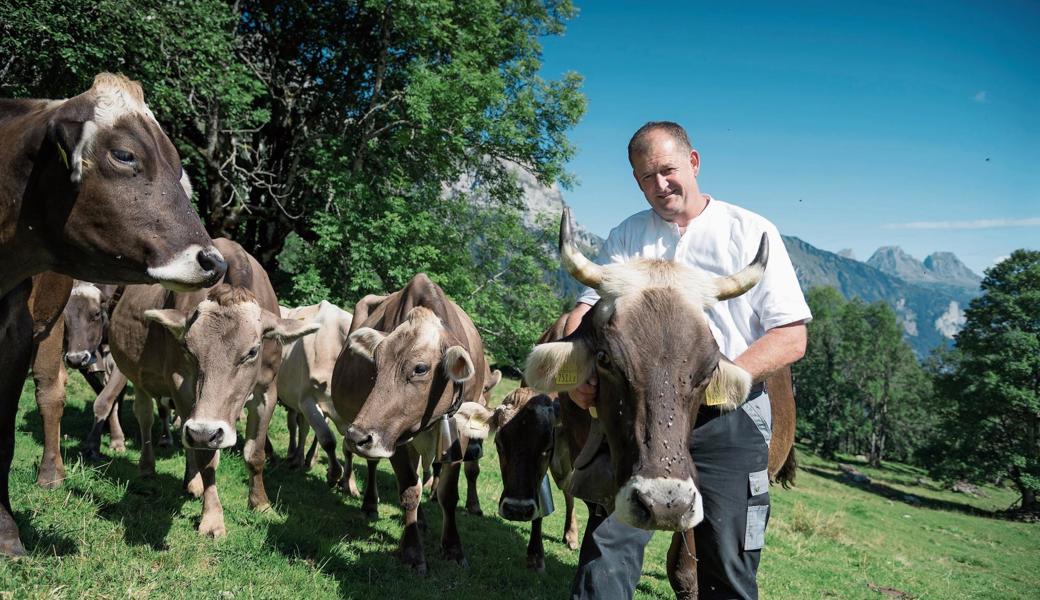 Viehschau-Chef Hans Schmid mit seinen Kühen, die er an der Viehschau in Wolfhalden präsentieren wird. 