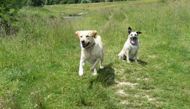 Pferd von Hund gebissen