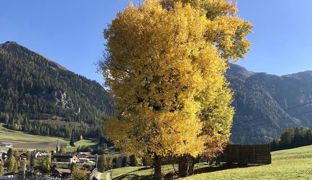 Diese leuchtenden Herbstfarben genoss Urs Schawalder in Bergün.