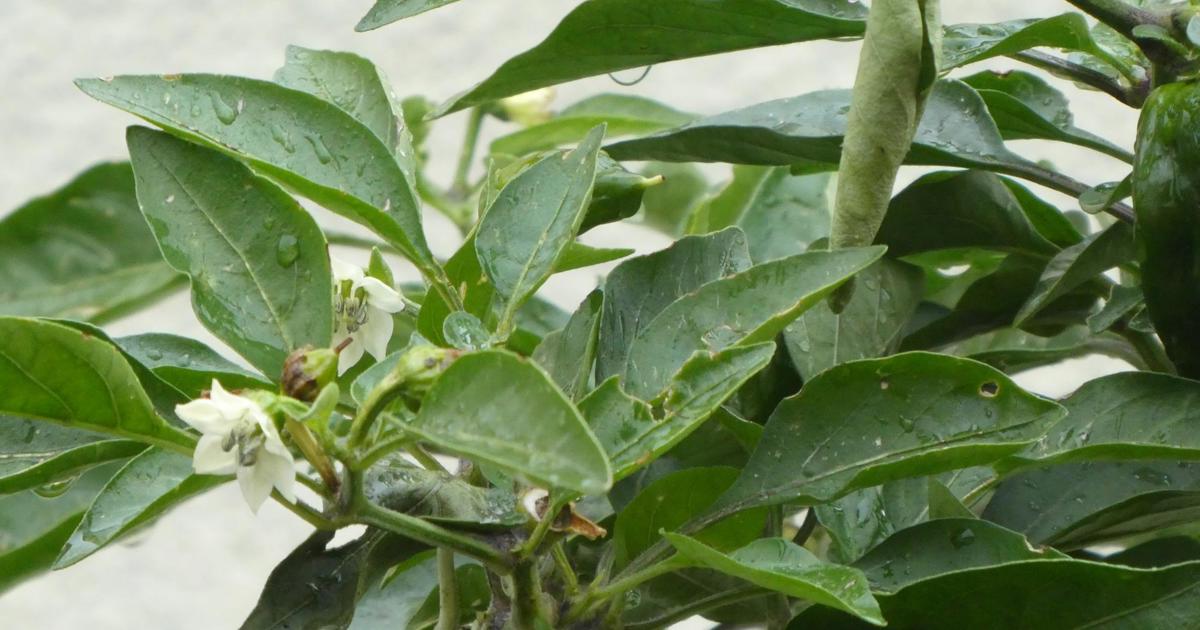 Peperoni im Winter Der Rheintaler