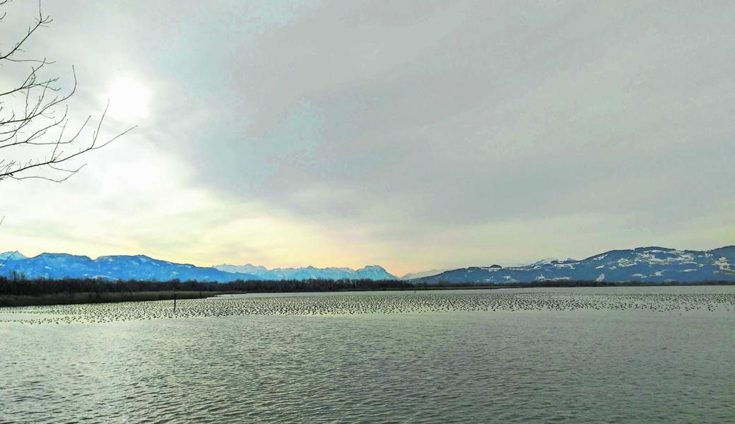 Tummelplatz auf dem Wasser: Jährlich sind Zehntausende von Zugvögeln am Bodensee zu beobachten.