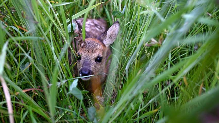 120 Rehkitze vor dem Mähtod bewahrt – Drohnenteams im Einsatz für den Tierschutz