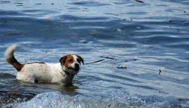 Die Hundstage kommen