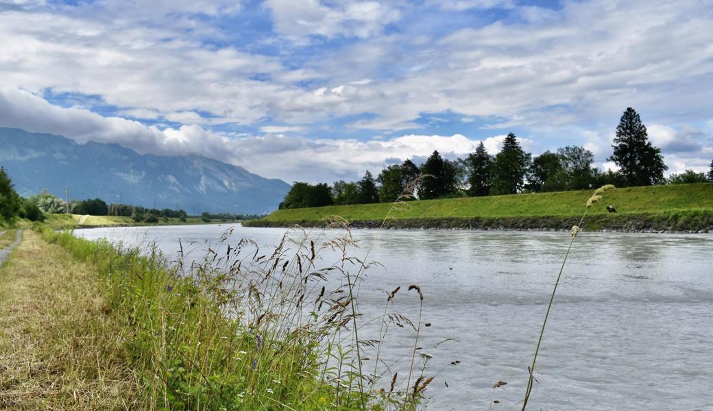 Der hohe Wasserstand zerstörte die erste Brut der Flussregenpfeifer.