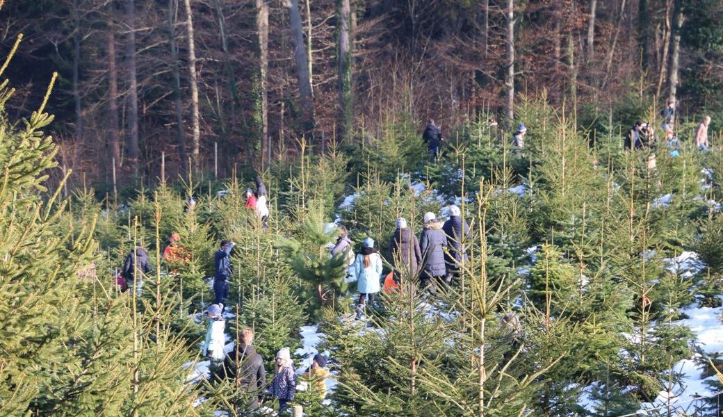 Familien und Einzelpersonen mit minderjährigen Kindern erhalten einen Baum geschenkt. 