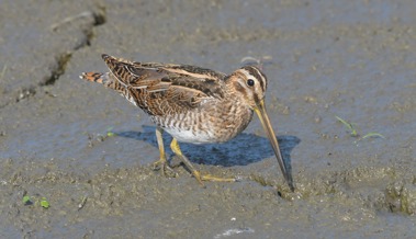 Zugvögel machen im Rheindelta Rast: Eine Exkursion zeigt ihre faszinierende Reise