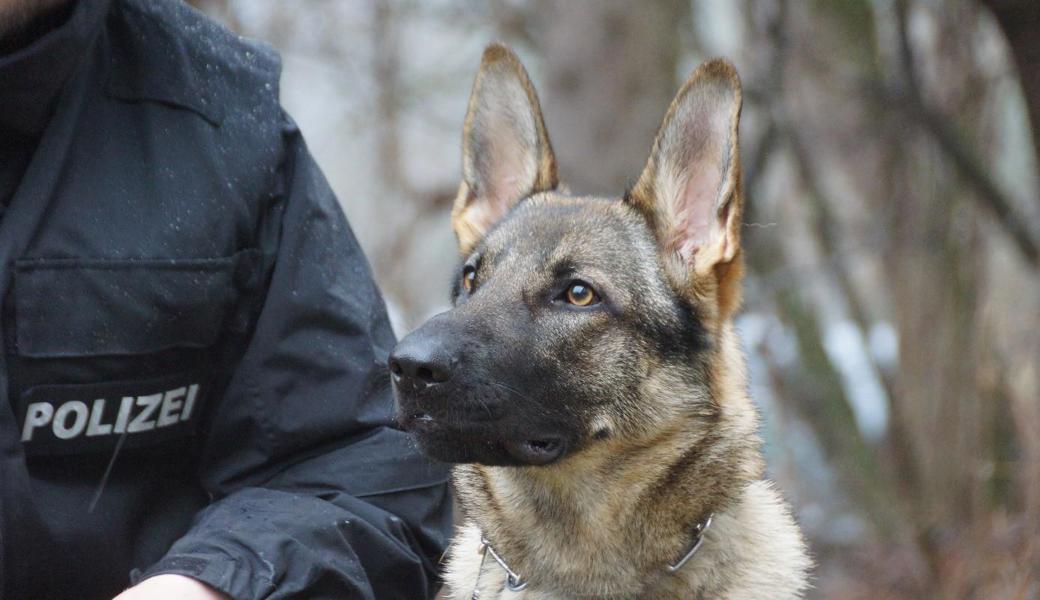 Questi vom Drumlin Wolf ist bald einsatzfähig.