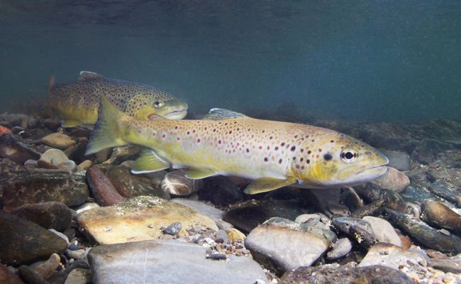 Notabfischungen stossen an Grenzen: Das Leiden der Fische