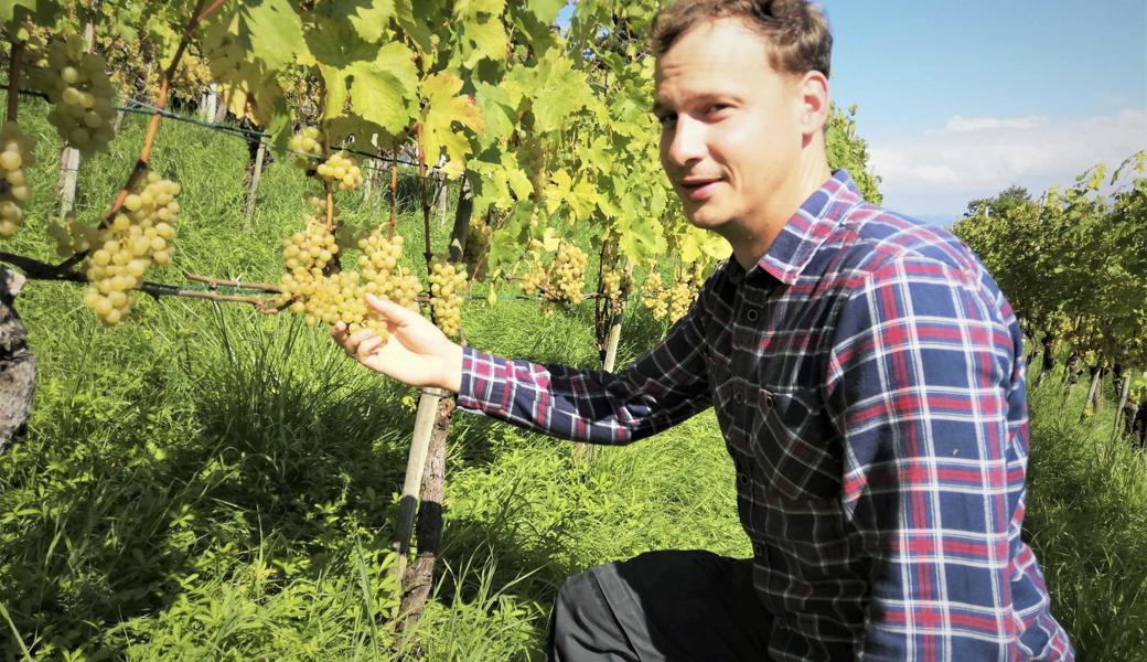 Dionys Wyss, Geschäftsführer Haubensak Weine, im Rebberg zwischen Geserhus und Rinova in Rebstein. Den richtigen Erntezeitpunkt zu finden sei herausfordernd und entscheidend für die Weinqualität.