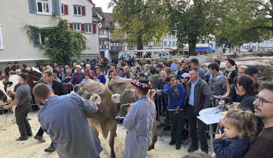 Für viele wohl der Höhepunkt der Altstätter Viehschau: die Vorstellung besonderer Kühe samt Kürung der Missen. 