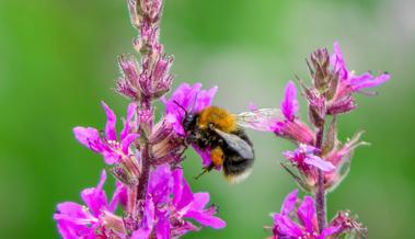 Vortrag über Biodiversität in Altstätten