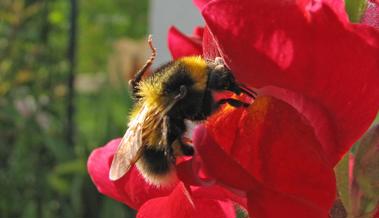 Garten: Hummeln im Herbst