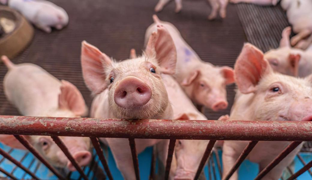 Die Afrikanische Schweinepest ist für Haus- und Wildschweine, nicht aber für Menschen gefährlich. 