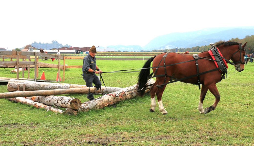 Geschicklichkeit von Mensch und Pferd: 80 Prozent des Holzrückens ist Physik