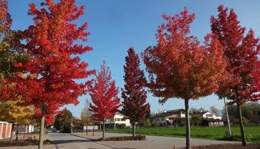 Herbstimpressionen