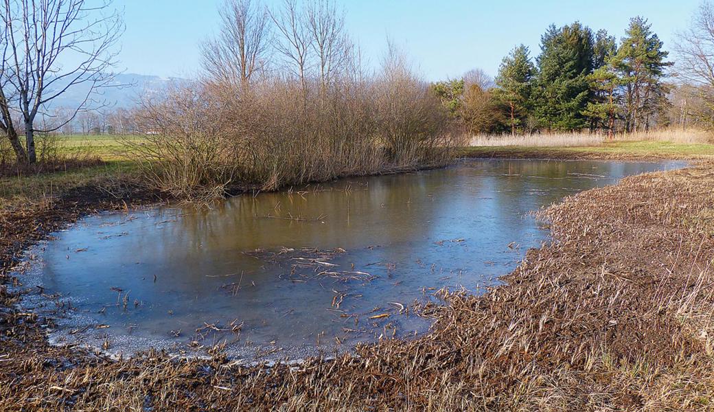 Ausgebaggerter Weiher in der Kordsmaad im Riet bei Montlingen.