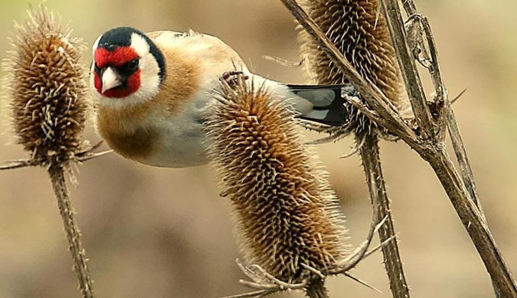 Der Stieglitz findet im naturnahen Garten Winternahrung.