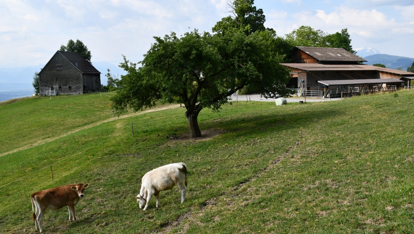 In Mohren hat die Familie Sturzenegger kürzlich einen zweiten Betrieb gepachtet.