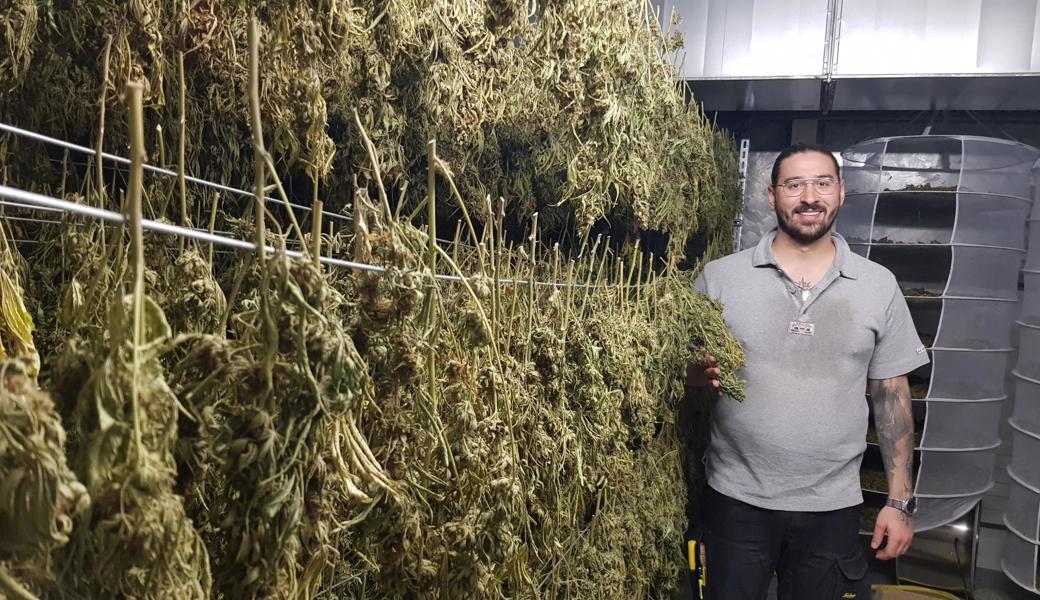 Marko Marković ist als Chief Grower auch für die Trocknung des medizinischen Cannabis verantwortlich. 