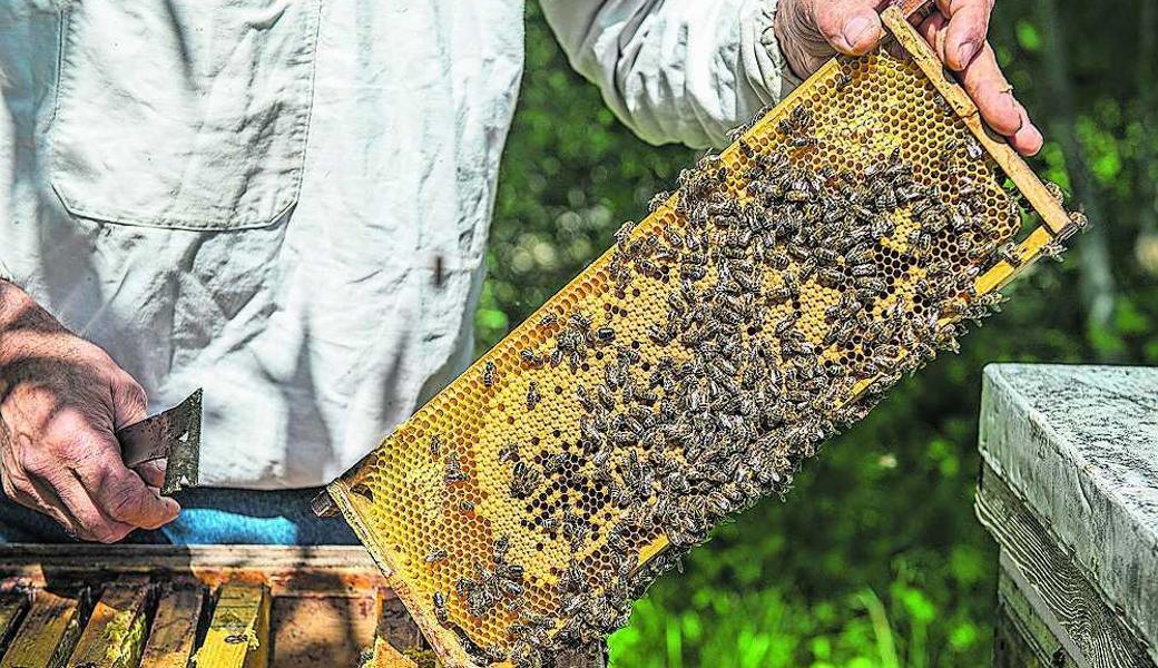 Die Bienen waren in den letzten Monaten sehr fleissig. 