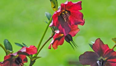 Gartentipp: Der Frühling wird kommen