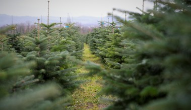 Oh(ne) Tannenbaum: Strafanstalt Saxerriet verzichtet ab sofort darauf, Christbäume anzubauen